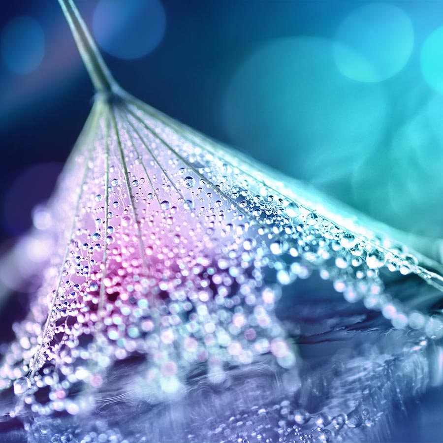 alt=Nahaufnahme Blatt mit Wassertropfen