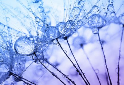 alt=Pusteblumen mit Wassertropfen