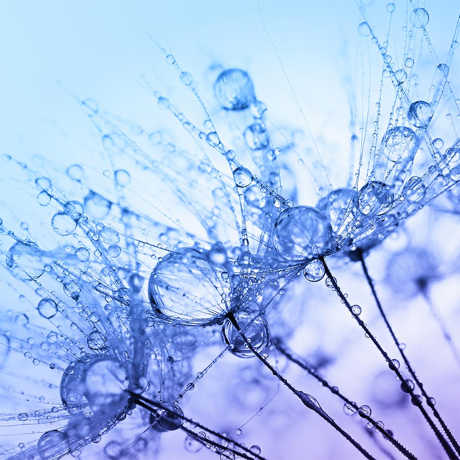 alt=Pusteblumen mit Wassertropfen