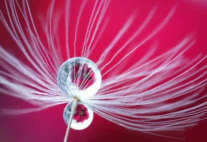 alt=Nahaufnahme Pusteblume mit Wassertropfen