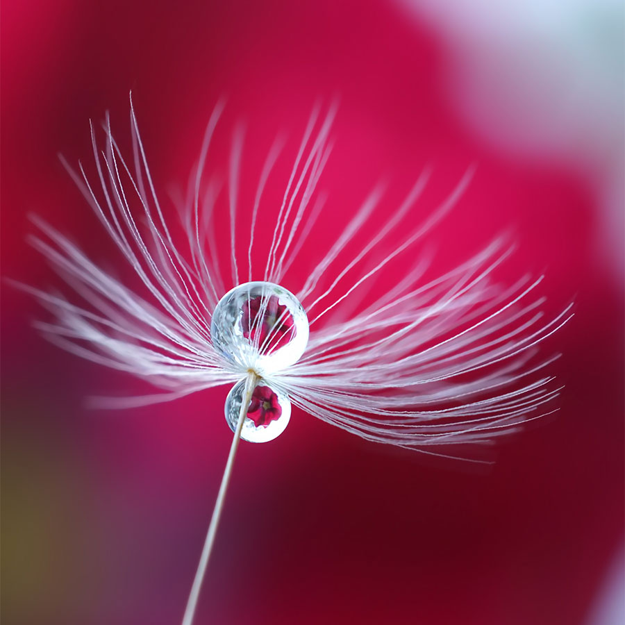 alt=Nahaufnahme Pusteblume mit Wassertropfen