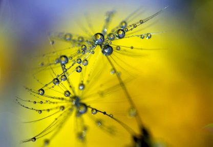 alt=Pusteblume mit Wassertropfen