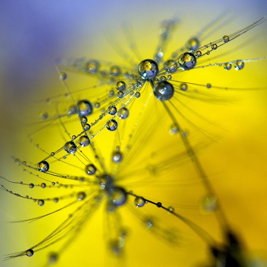 alt=Pusteblume mit Wassertropfen