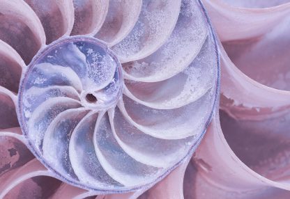 alt=Querschnitt Nautilusschale