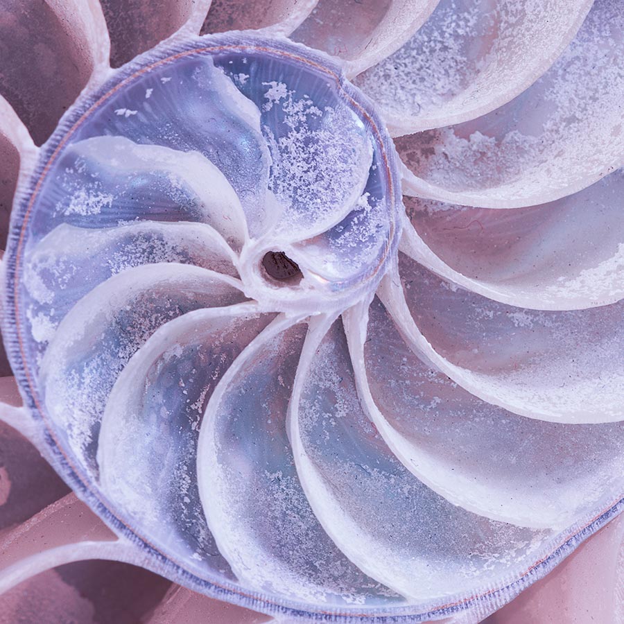 alt=Querschnitt Nautilusschale