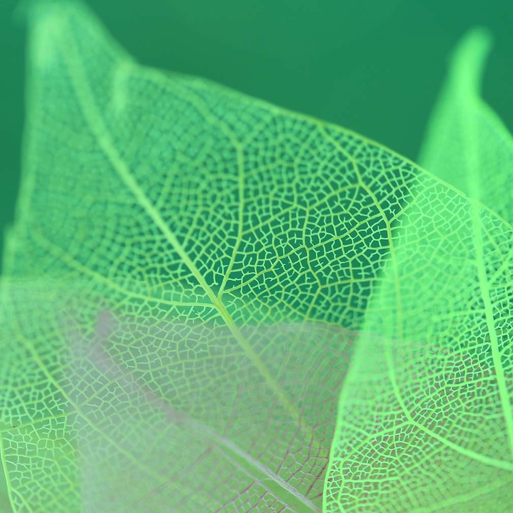 alt=grüne Blätter vor grünem Hintergrund