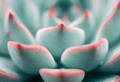 alt=Nahaufnahme Sukkulente