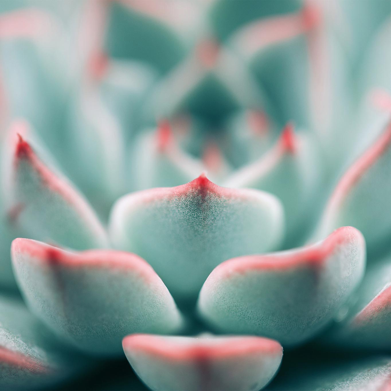 alt=Nahaufnahme Sukkulente