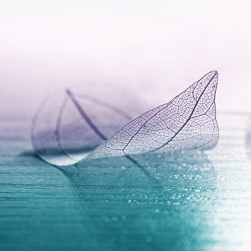 alt=Blatt liegt auf blauem Untergrund