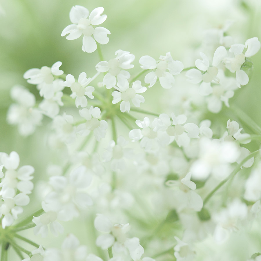 alt=Nahaufnahme weiße Holunderblüten