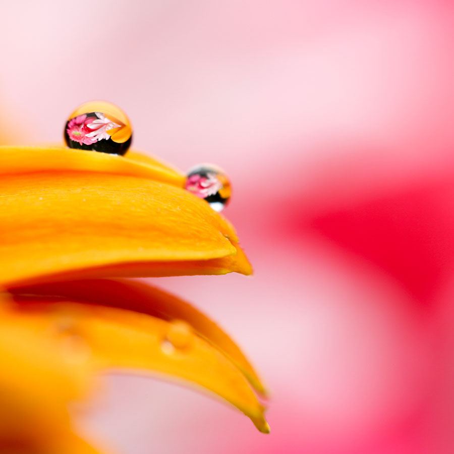 alt=gelbe Blüte mit Wassertropfen