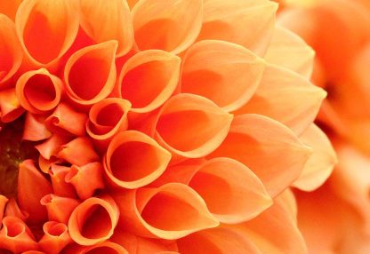 alt=Nahaufnahme Blume orange