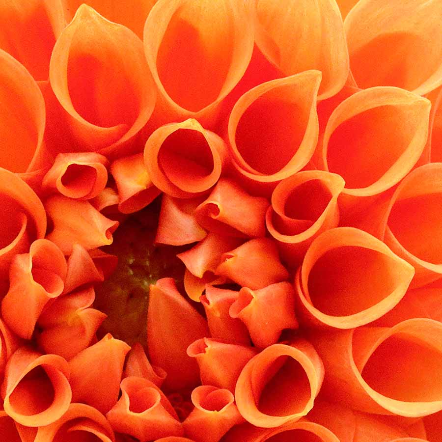 alt=Nahaufnahme Blume orange