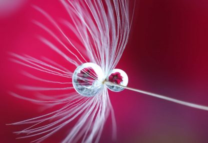 alt=Pusteblume mit Wassertropfen