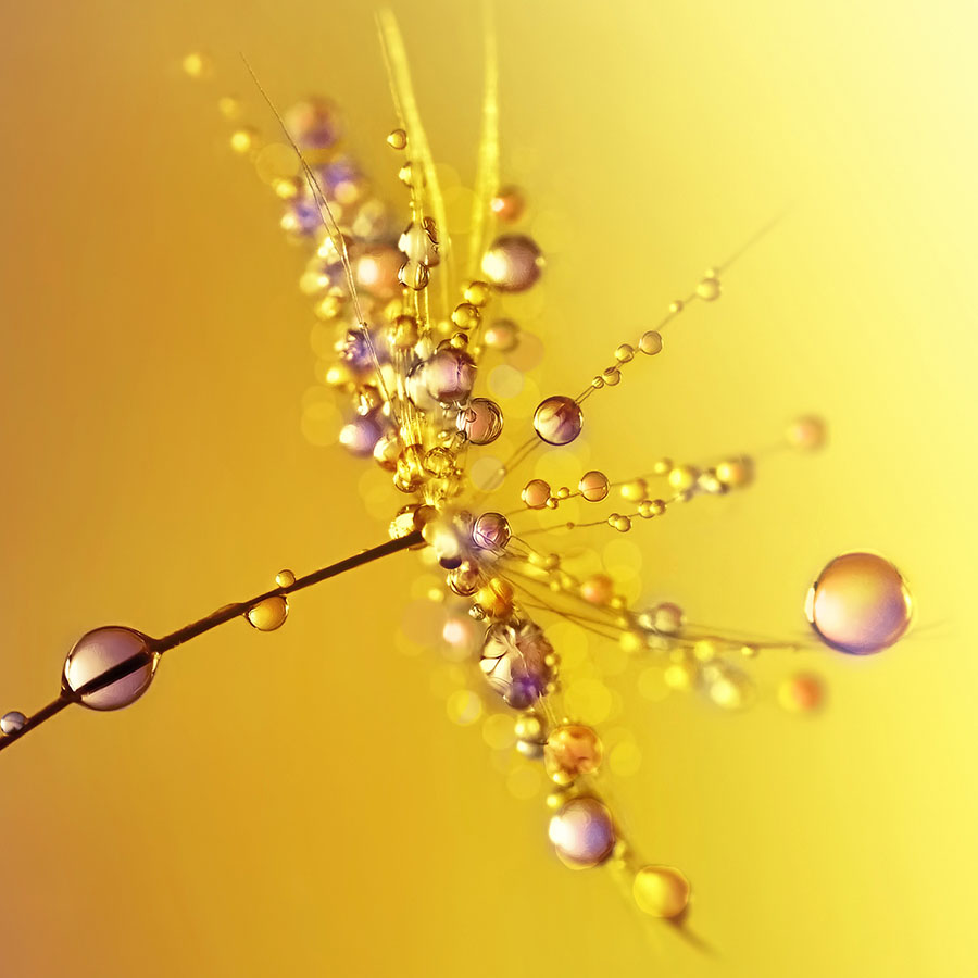 alt=Pusteblume mit Wassertropfen vor lila-gelbem Hintergrund