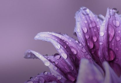 alt=lilane Blütenblätter mit Wassertropfen