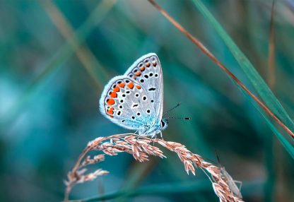 alt=Schmetterling sitzt auf Ähre