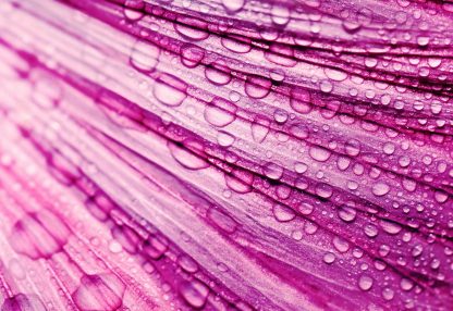 alt=Nahaufnahme pinke Blüte mit Wassertropfen