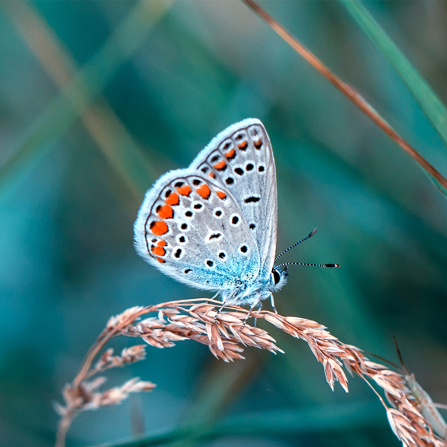 alt=Schmetterling sitzt auf Ähre