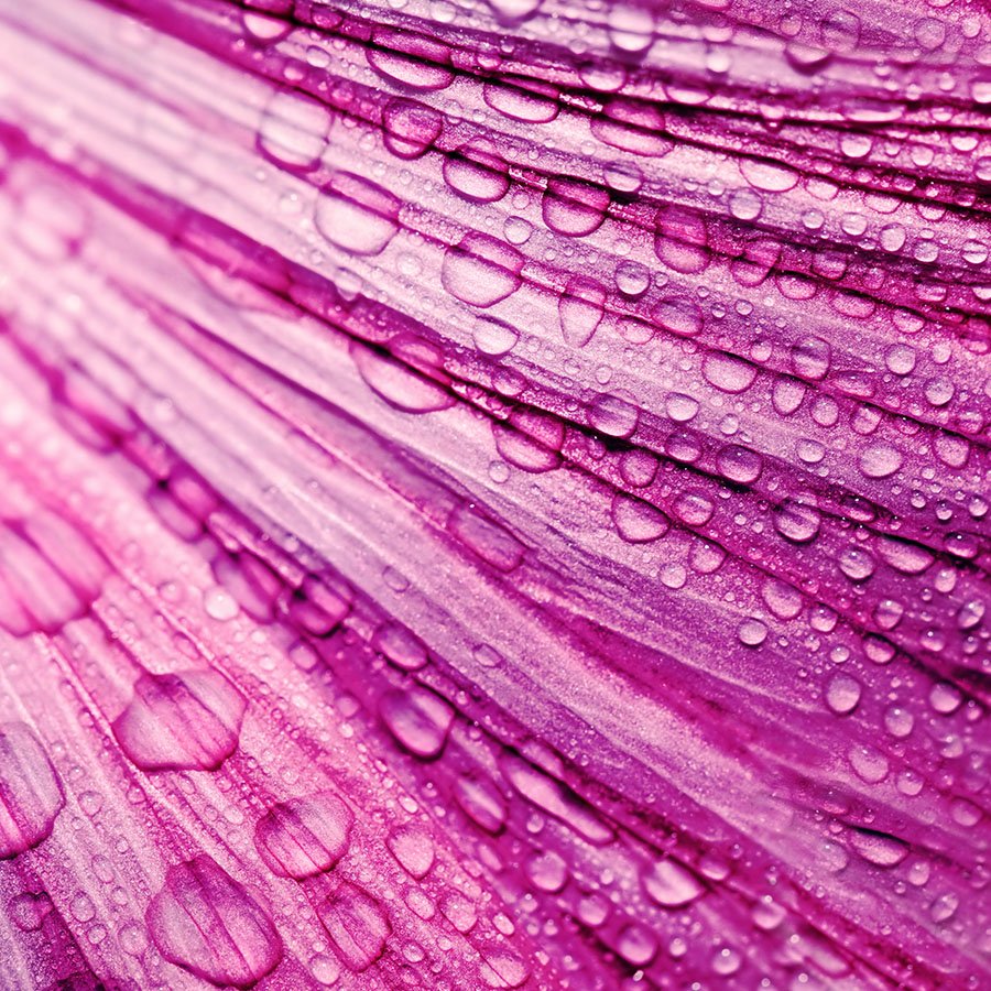 alt=Nahaufnahme pinke Blüte mit Wassertropfen