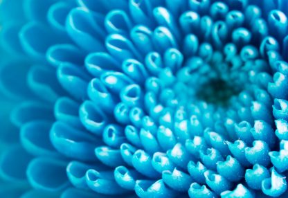 alt=Nahaufnahme blaue Sukkulentenpflanze