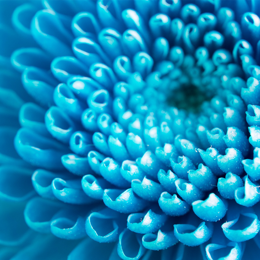 alt=Nahaufnahme blaue Sukkulentenpflanze