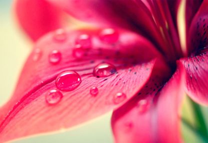 alt=pinke Blüte mit Wassertropfen