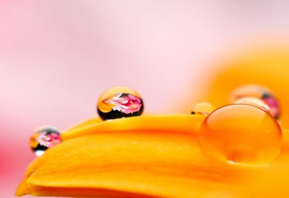alt=orangenes Blütenblatt mit Wassertropfen