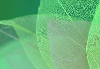 alt=Nahaufnahme grüne Blätter