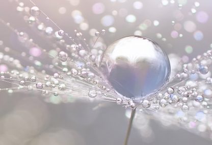 alt=Nahaufnahme Wassertropfen auf Pusteblume