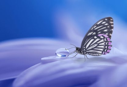 alt=Schmetterling berührt Wassertropfen vor blauem Hintergrund