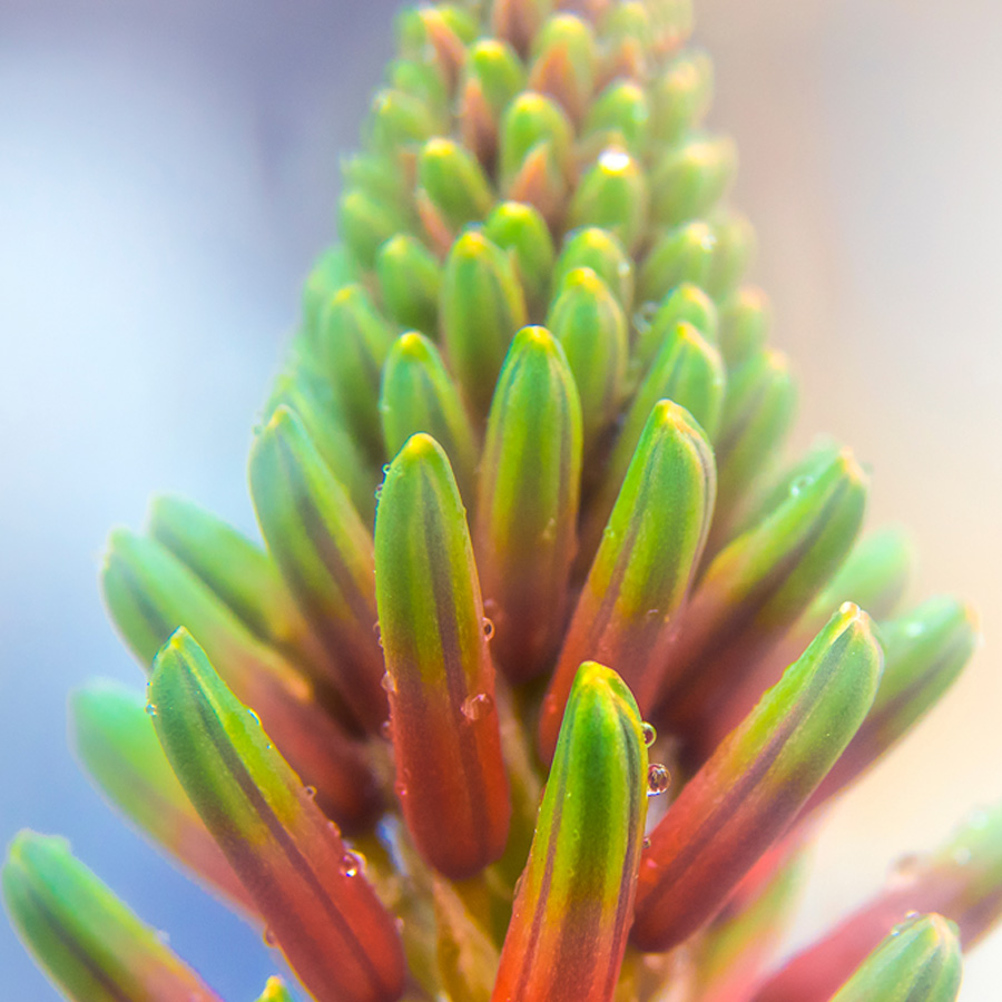 alt=Nahaufnahme Sukkulentenpflanze