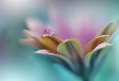 alt=Blume mit Wassertropfen