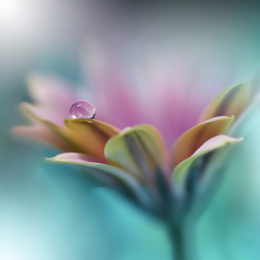 alt=Blume mit Wassertropfen