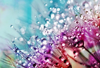 alt=Pusteblumen mit Wassertropfen