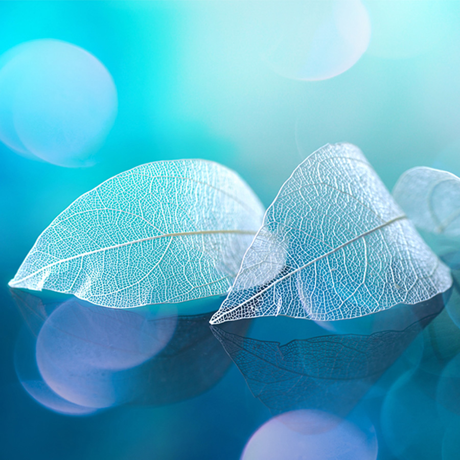 alt=drei weiße trockene Blätter vor blauem Hintergrund