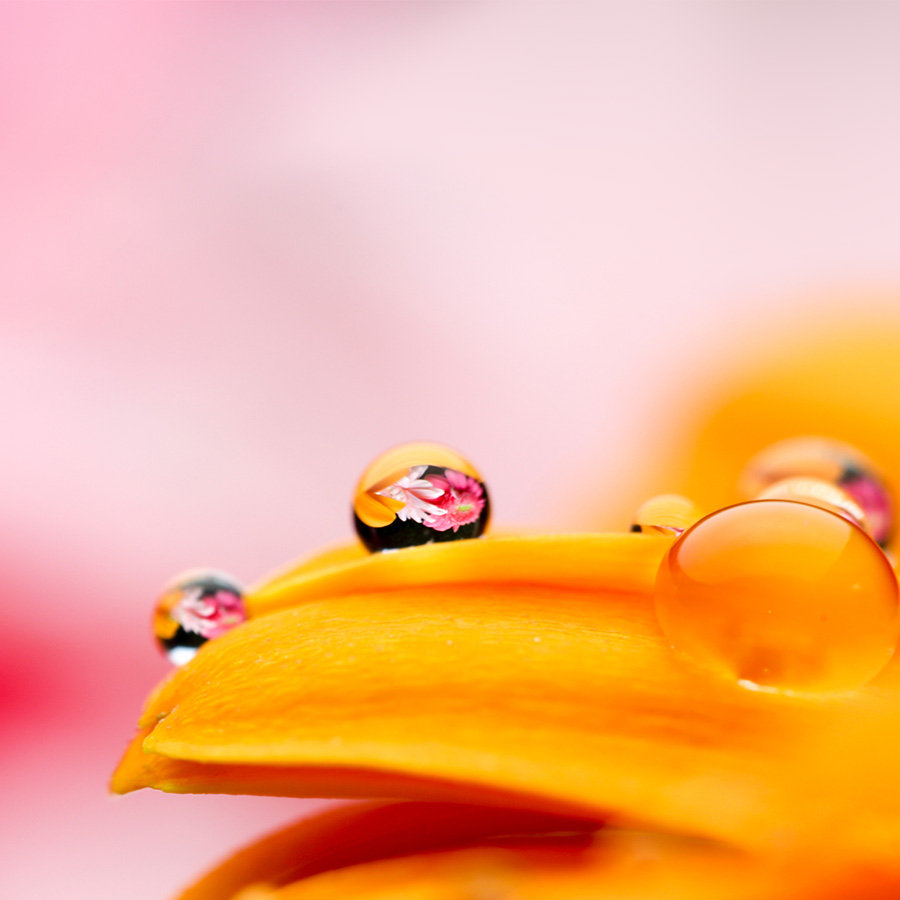 alt=Regentropfen auf gelbem Blütenblatt