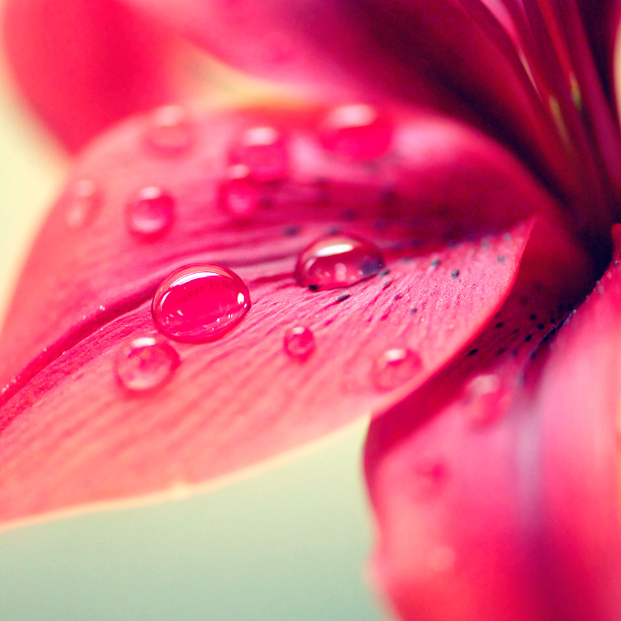 rote Blume mit Wassertropfen