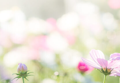 Zarte rosa Kosmosblüten im Vordergrund, mit einer unscharfen, pastellfarbenen Blumenwiese im Hintergrund